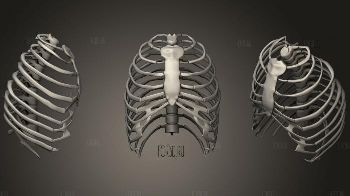 Anatomy human rib cage stl model for CNC